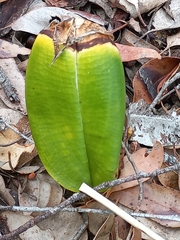 Cryptostylis ovata