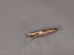 Argyresthia pulchella