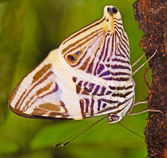 Colobura dirce