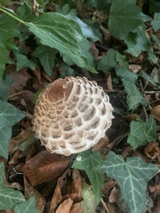 Chlorophyllum