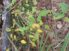 Spiraea flexuosa