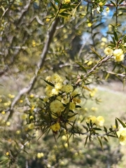 Acacia siculiformis