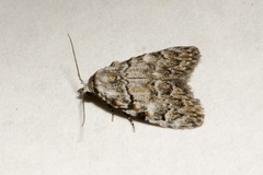 Meganola strigula