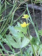 Ranunculus muricatus