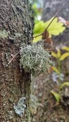 Usnea subgracilis