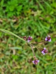 Verbena