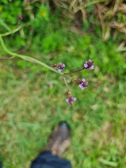 Verbena