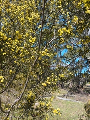 Acacia siculiformis