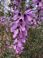 Tetratheca pilosa