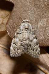 Meganola strigula