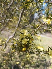 Acacia siculiformis