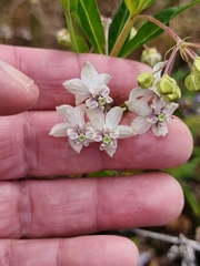 Gomphocarpus
