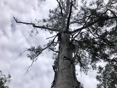 Eucalyptus melliodora