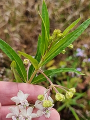 Gomphocarpus