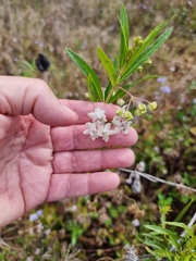 Gomphocarpus