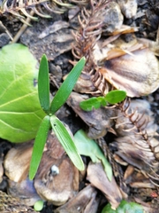 Araucaria heterophylla