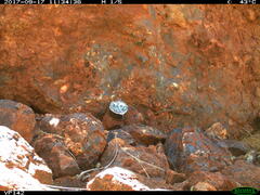 Varanus hamersleyensis