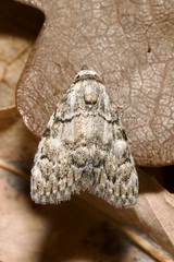 Meganola strigula