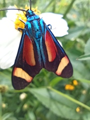 Cyanopepla submacula