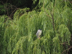 Nycticorax nycticorax