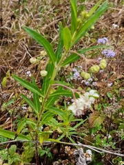 Gomphocarpus