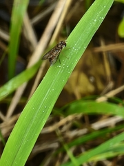 Episyrphus viridaureus
