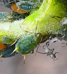 Aphis farinosa