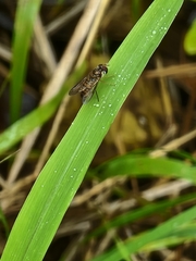 Episyrphus viridaureus