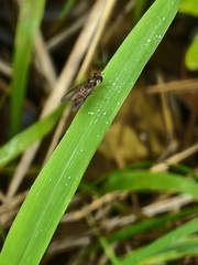 Episyrphus viridaureus