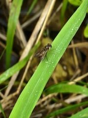 Episyrphus viridaureus