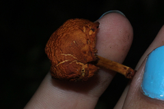 Gymnopilus liquiritiae
