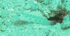 Ctenogobiops pomastictus