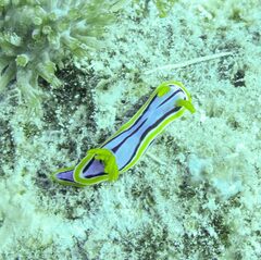 Chromodoris