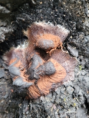 Stemonitis