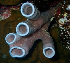 Callyspongia siphonella