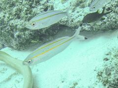 Pterocaesio digramma