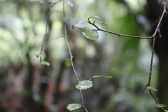 Streblus heterophyllus