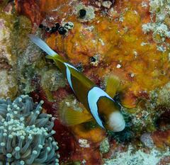 Amphiprion akindynos