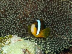 Amphiprion