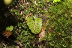 Corybas oblongus