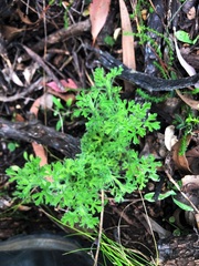 Vittadinia