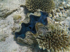 Tridacna squamosa