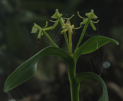 Epidendrum lagenocolumna