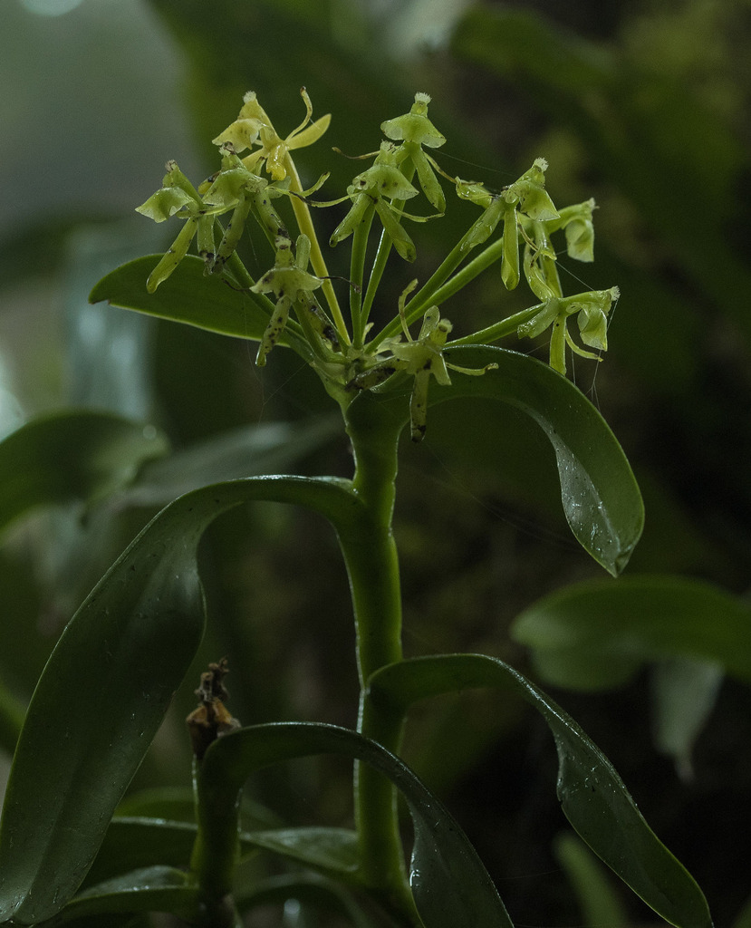 Epidendrum lagenocolumna Hágsater & L.Sánchez 2