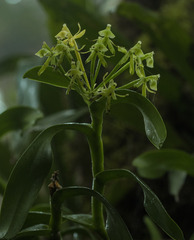 Epidendrum lagenocolumna