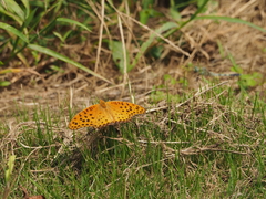Argynnis hyperbius