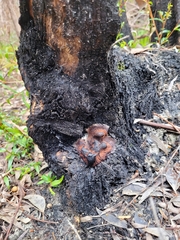 Stemonitis
