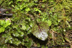 Corybas oblongus