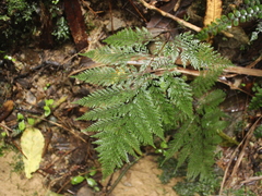 Leptolepia novae-zelandiae