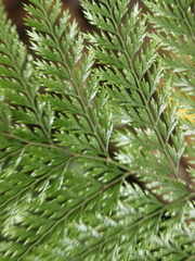 Leptolepia novae-zelandiae